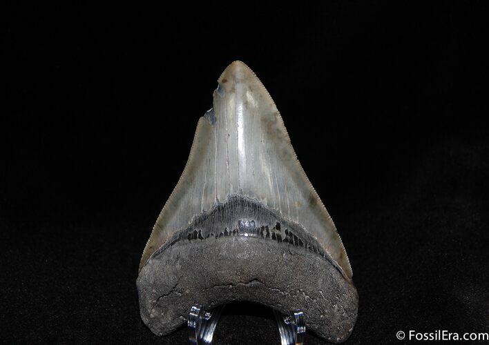 Sharply Serrated Inch Megalodon Tooth #52